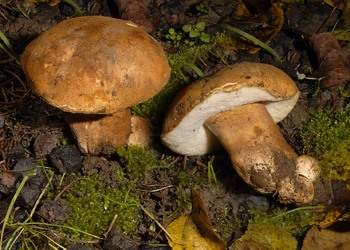 Hasenröhrling (Gyroporus castaneus) - © Heinz Prelicz
